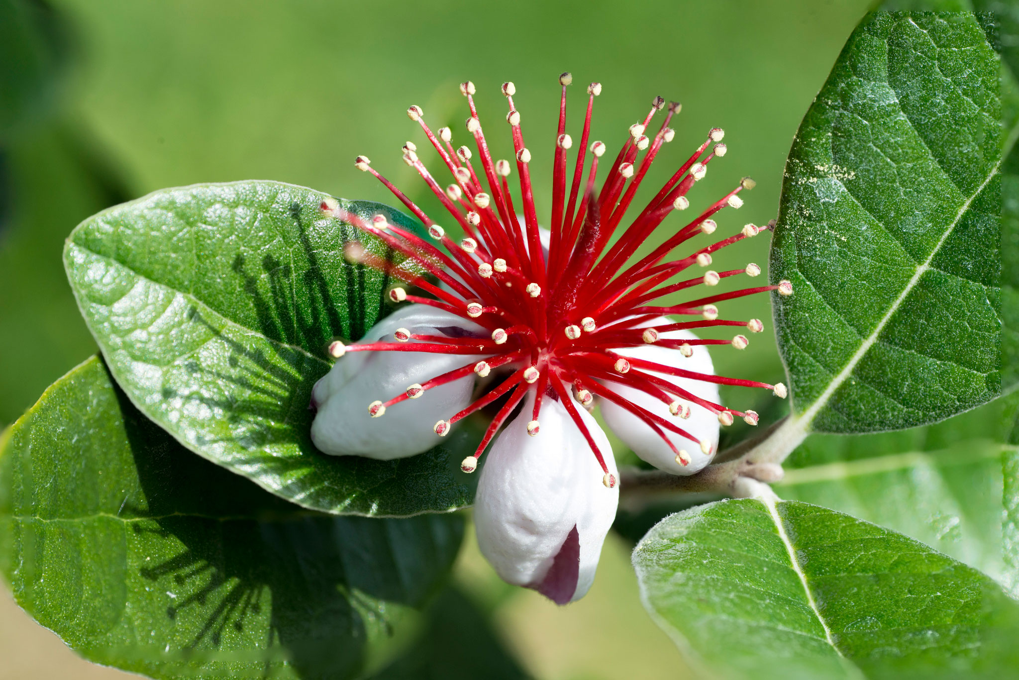 Фейхоа (акка, Feijoa sellowiana Berg.)