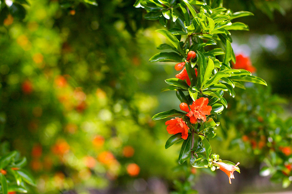 Гранат звичайний (Punica granatum L.)