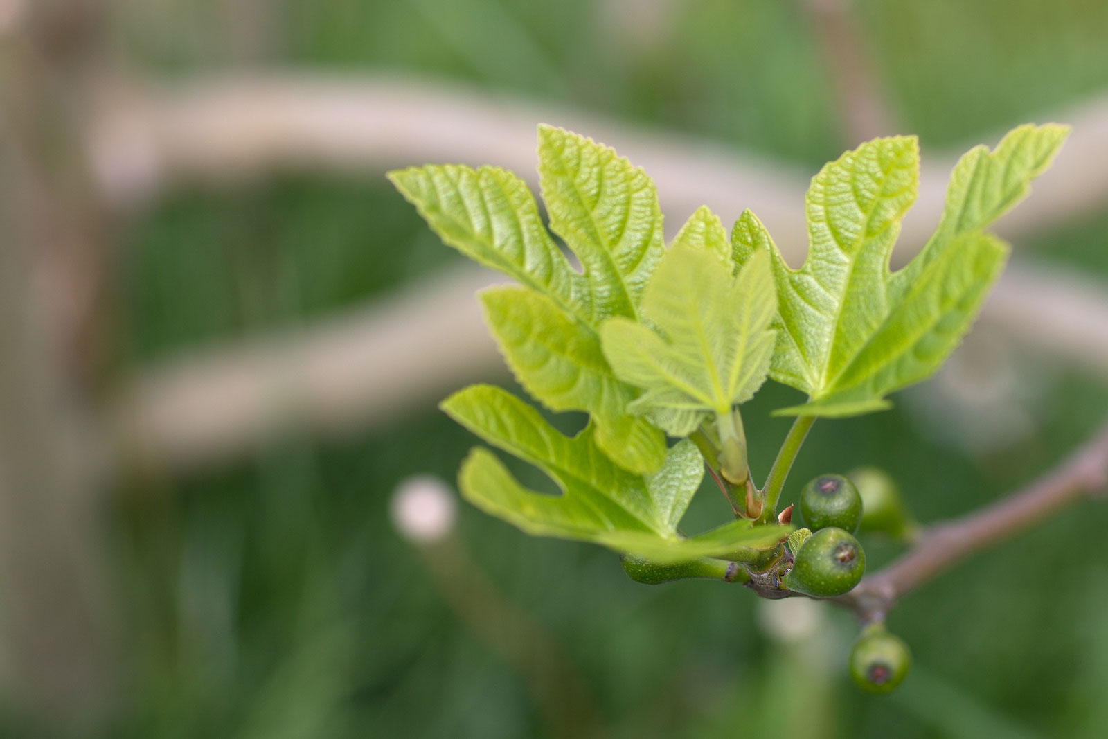 Інжир (фігове дерево, смоківниця, винна ягода, Ficus Carica L.)