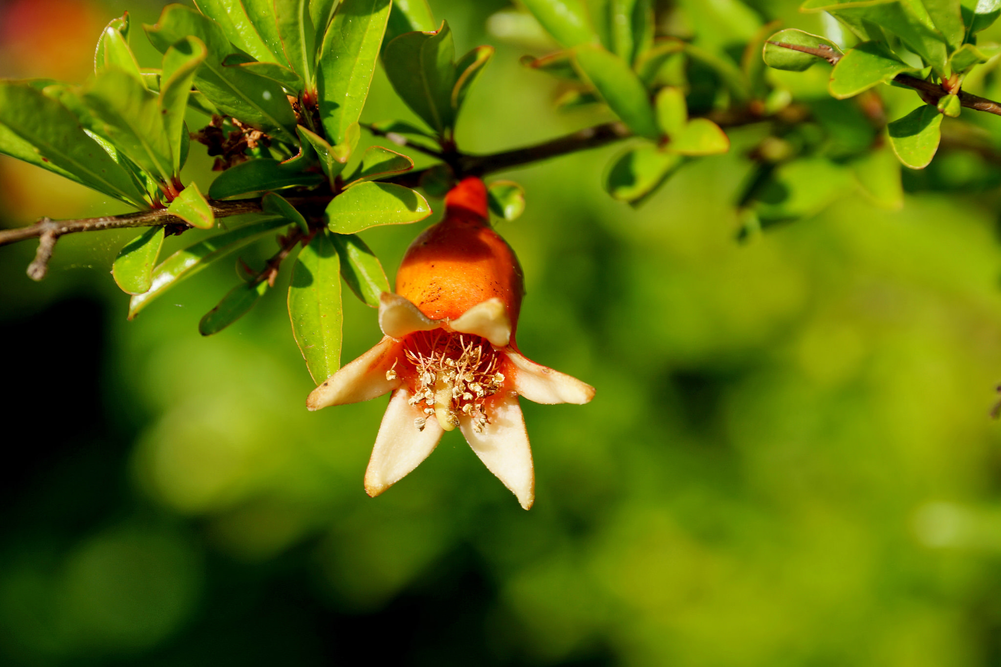 Загальний улюбленець карликовий гранат (Punica granatum var nana hort)